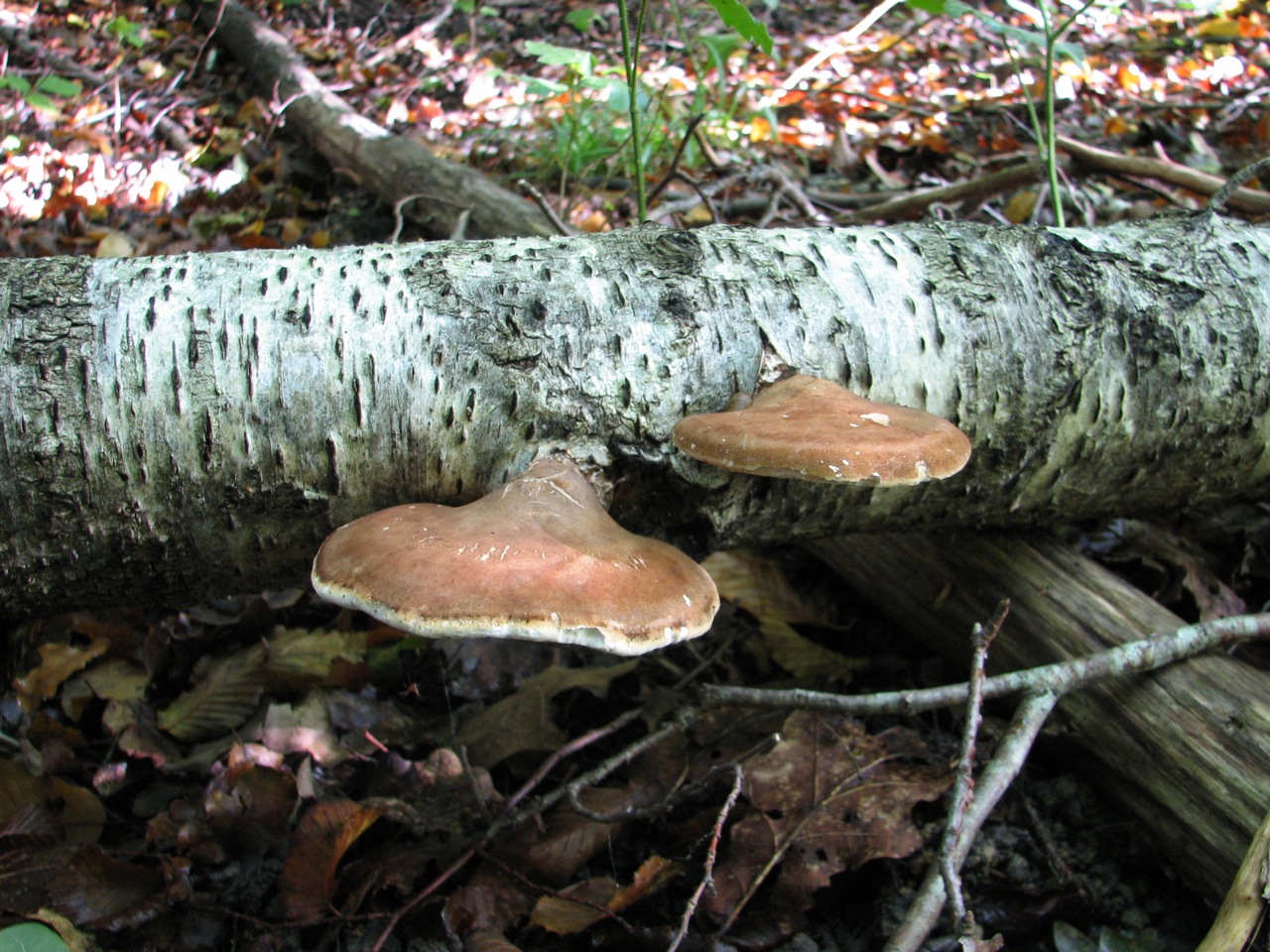 Piptoporus Betulinus